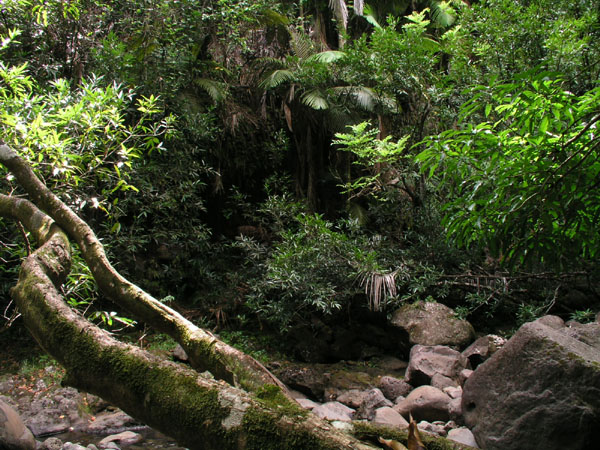 Jungle 1