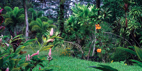 The garden 1.