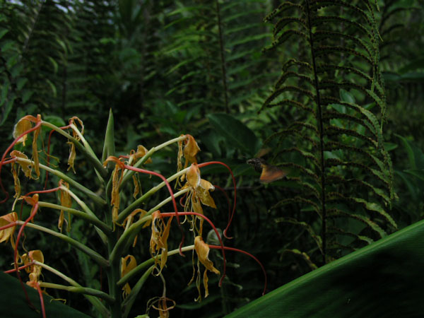 The garden 2