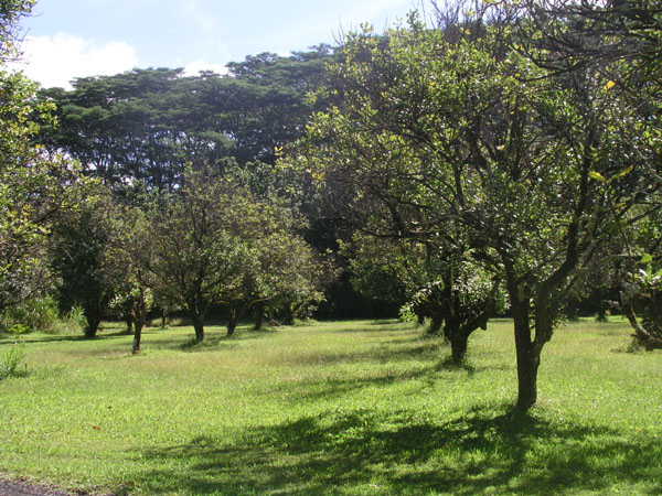 The garden 3
