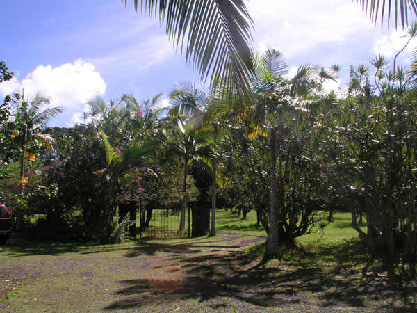 The garden 4.