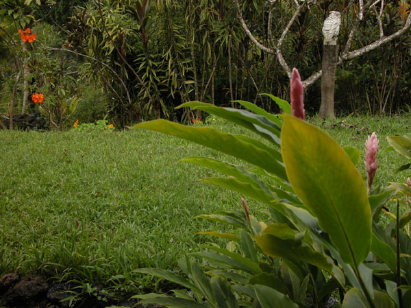 The garden 6.