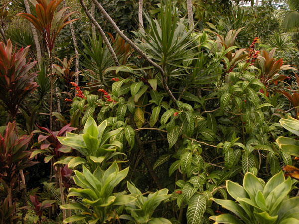 The garden 7.